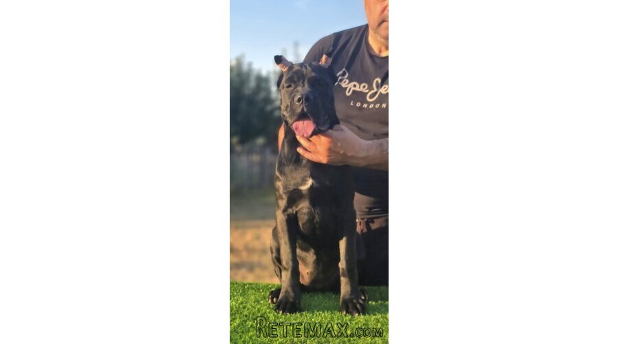 Cane Corso žensko štene - 2