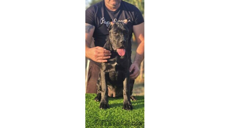 Cane Corso žensko štene - 3