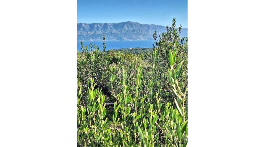 POLJOPRIVREDNO ZEMLJIŠTE NA ODLIČNOJ LOKACIJI – MIRCA, BRAČ - 3