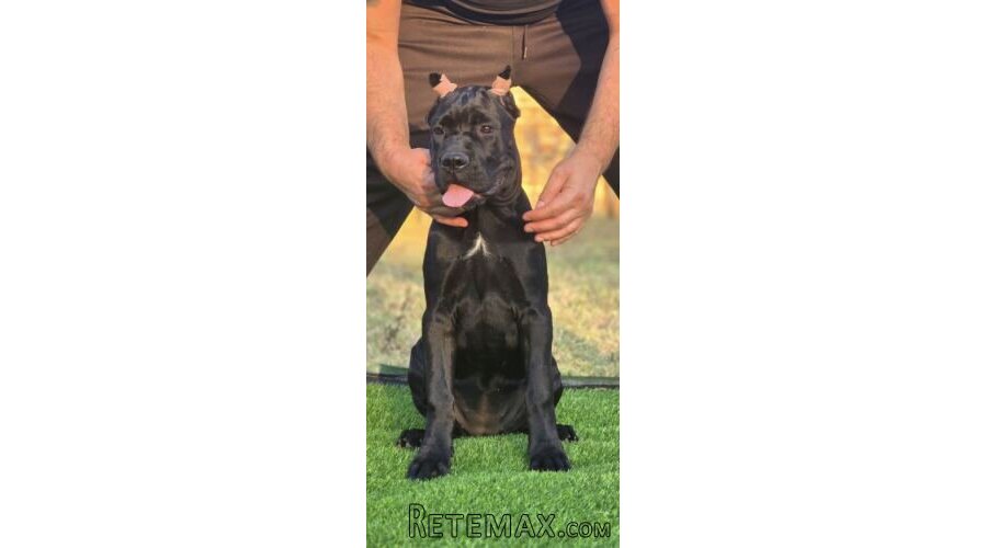 Cane Corso žensko štene - 4
