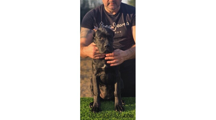 Cane Corso žensko štene - 5
