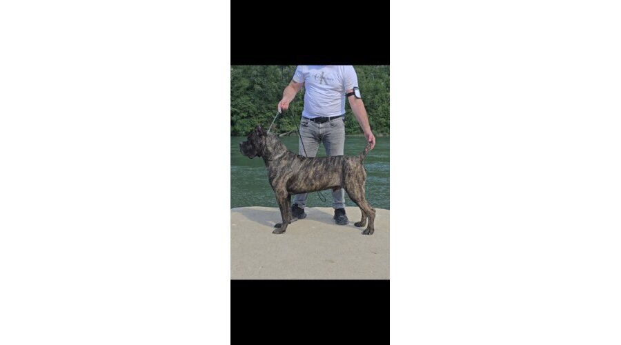 Cane Corso žensko štene - 6