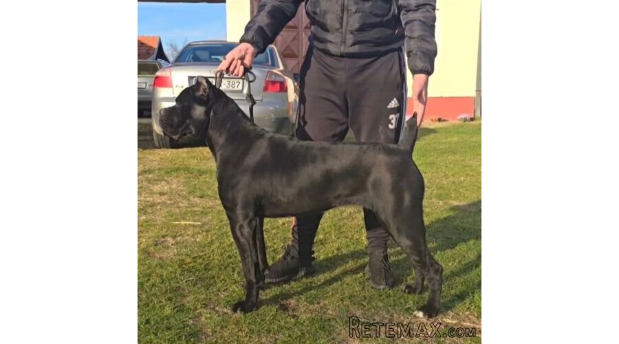 Cane Corso žensko štene - 7