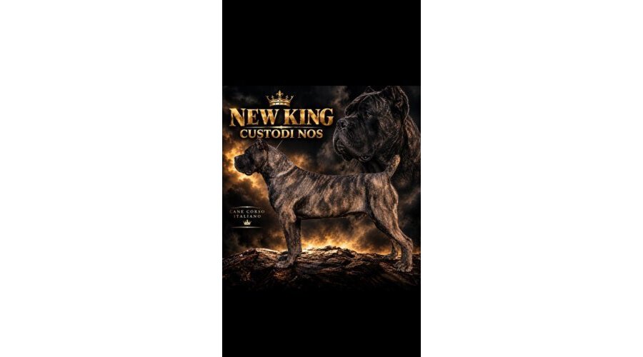 Cane Corso žensko štene - 8