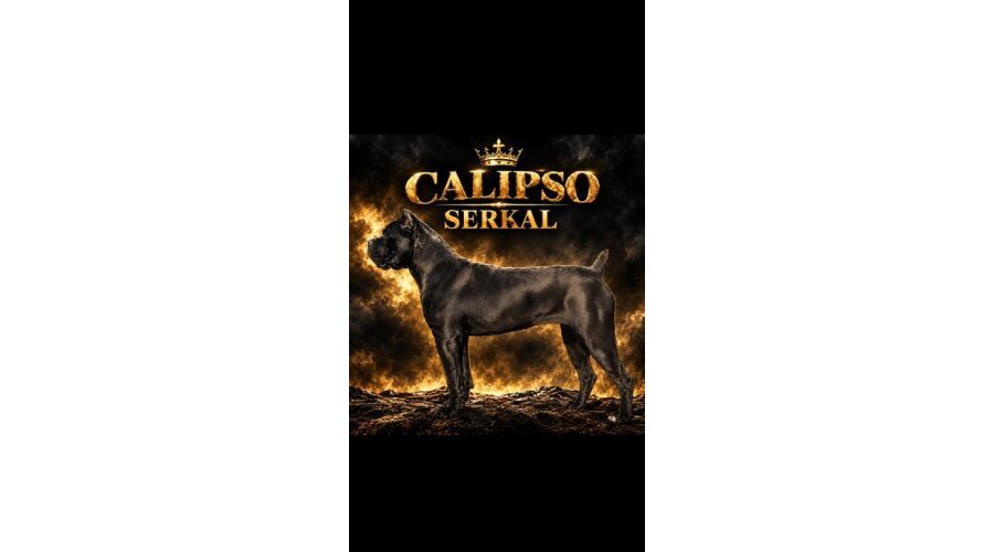 Cane Corso žensko štene - 9