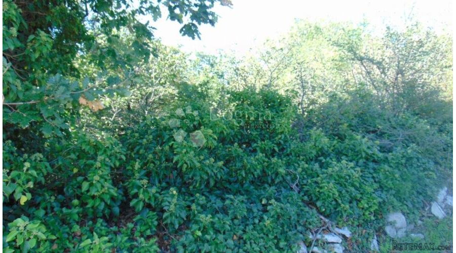 Prekrasna šuma u okolici Kringe