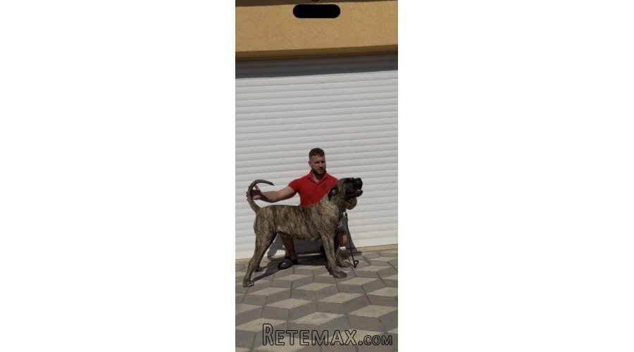 Presa Canario ženka - 2