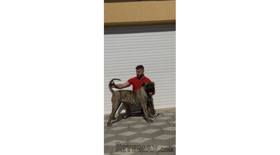 Presa Canario ženka - 3