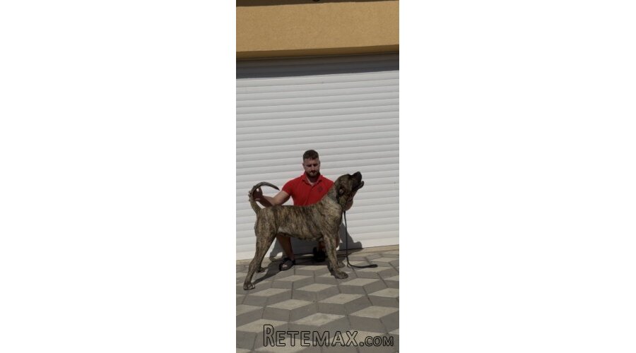 Presa Canario ženka - 4