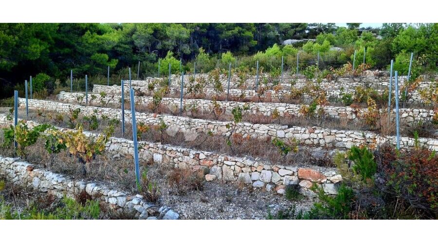 Otok Vis - izniman posjed s kamenom starinom za adaptaciju ! - 2