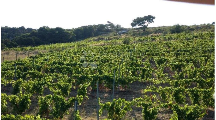 Otok Vis - izniman posjed s kamenom starinom za adaptaciju ! - 7