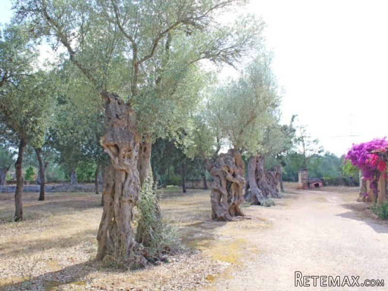 Charming Finca To Renovate In Algaida - 2