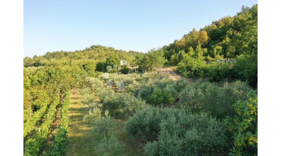 GRAČIŠĆE – manji maslinik i vinograd na prekrasnoj poziciji