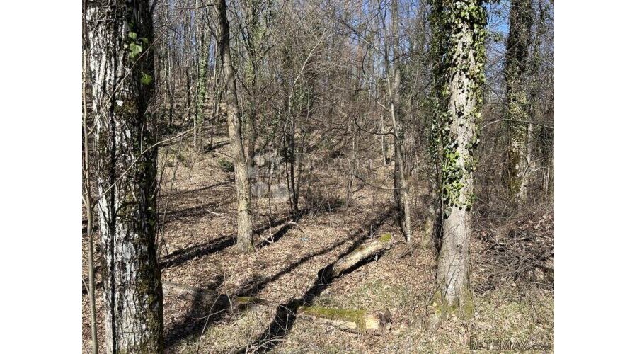 Rukavac - šuma