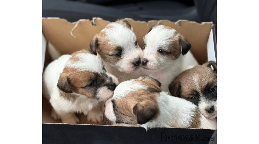 Oštrodlaki Džek Rasel terijer (Jack Russell Terrier) štenci - 11