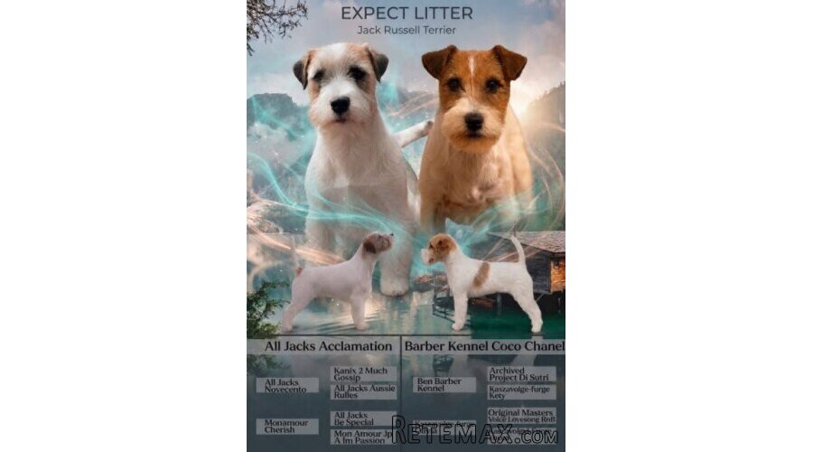 Oštrodlaki Džek Rasel terijer (Jack Russell Terrier) štenci - 12