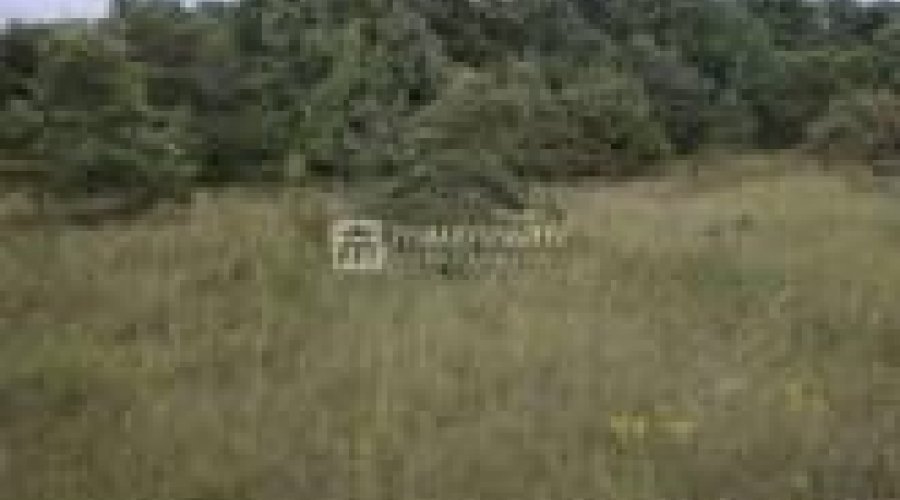 Istra, okolica Bala, poljoprivredno zemljište od 35.000m2 - 4
