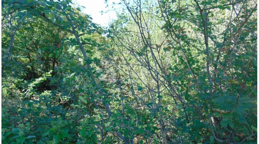 Prekrasna šuma u okolici Kringe - 2