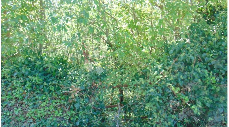 Prekrasna šuma u okolici Kringe - 3