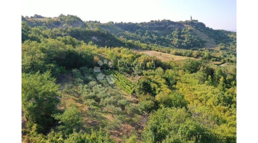 GRAČIŠĆE – manji maslinik i vinograd na prekrasnoj poziciji - 2