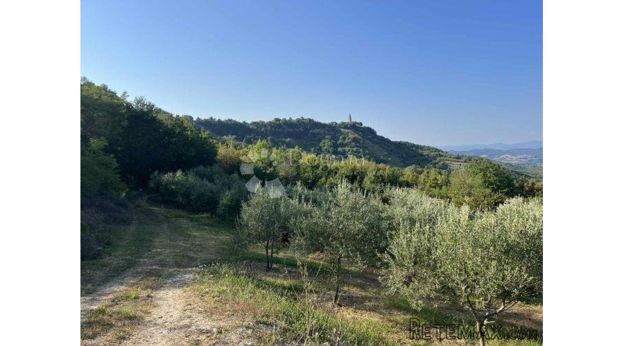GRAČIŠĆE – manji maslinik i vinograd na prekrasnoj poziciji - 3