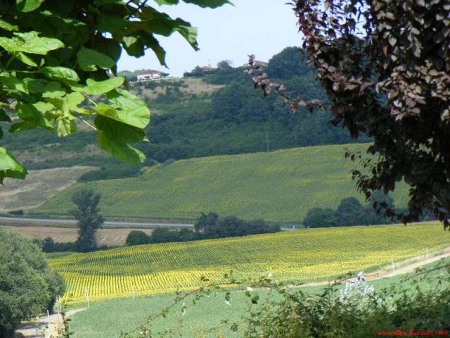 Nr Lavit (Tarn-et-Garonne) - For sale:.. - 2