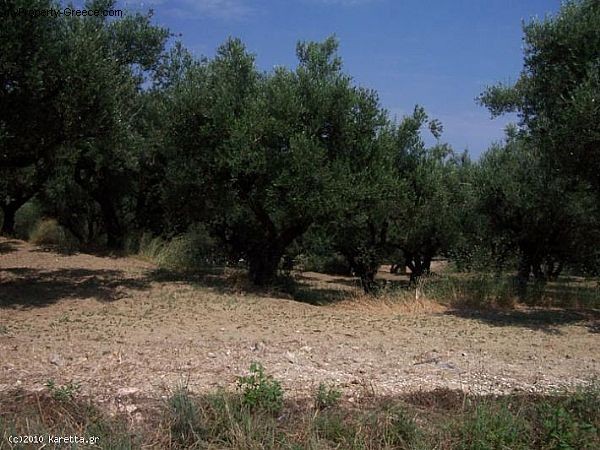 Land - Zakynthos - For Sale