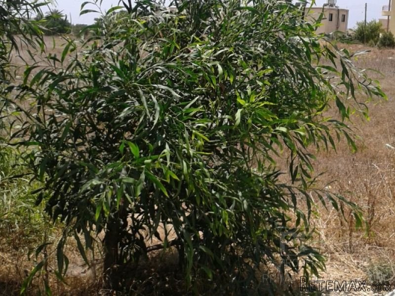 Land in Paphos, Cyprus, for Sale -..