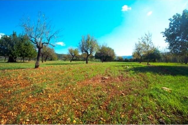 Large Plot With Privacy And Easy Access..