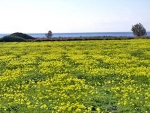 Beachfront Development Land In.. - 2