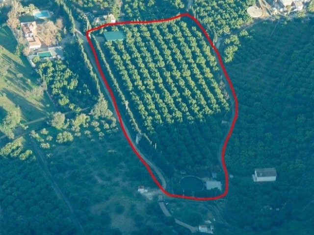 Finca Farm - Very large avocado grove.. - 2