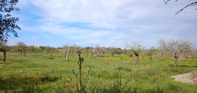 Rustic plot nearby Porto Cristo Majorca - 2