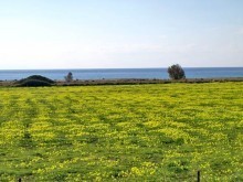 Beachfront Development Land In..