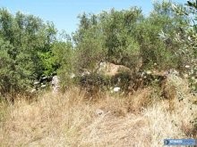Crete Land For Sale Within The Village.. - 2