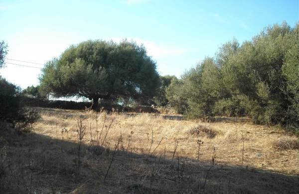 Vendita terreno a Capichera