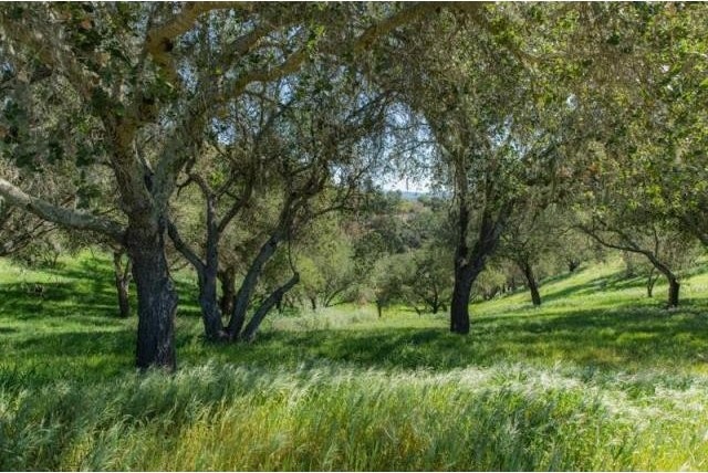Land For Sale: 0 E Oak Trail Ranch.. - 2