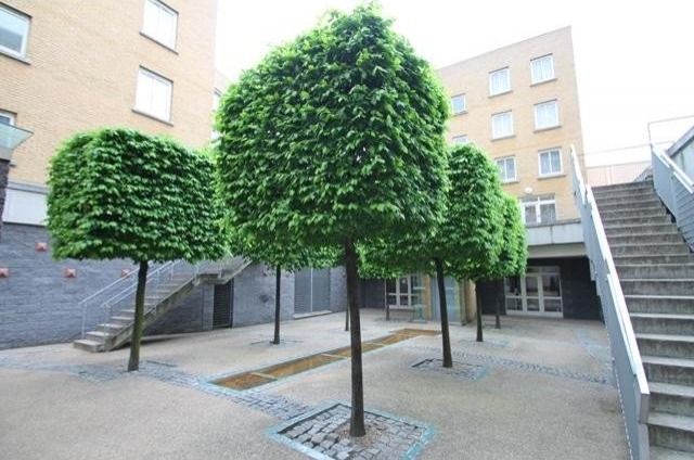 1 bed flat to rent