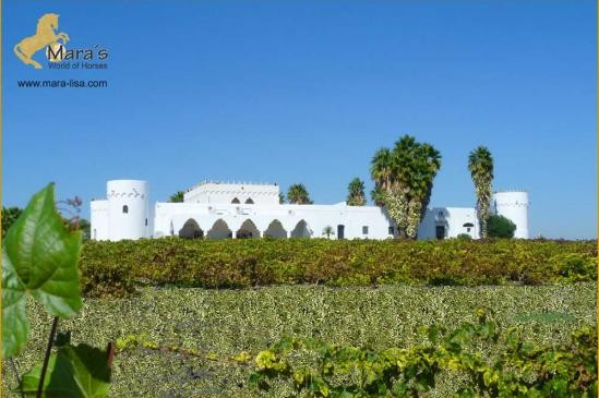 Weingut Landhaus Reitimmobilie El..