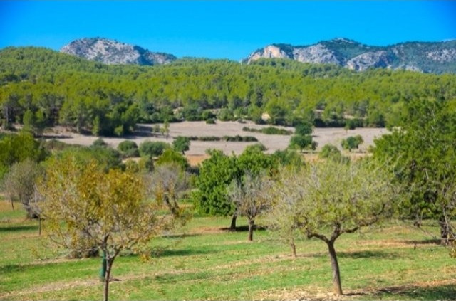 Large Plot With Privacy And Easy Access.. - 2