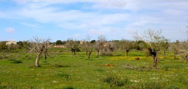 Rustic plot nearby Porto Cristo Majorca