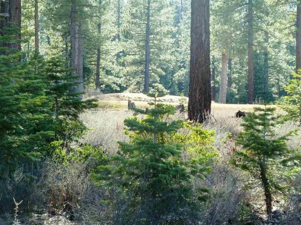 Land For Sale: Truckee, California - 2