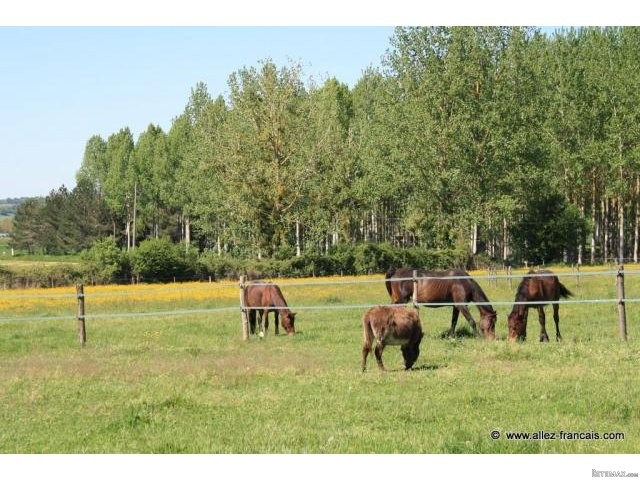 Duras (47) Delightful Equestrian.. - 2