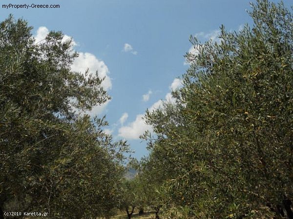 Land - Zakynthos - For Sale - 2
