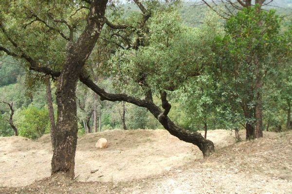 0 Bedrooms - Land - Girona - For Sale
