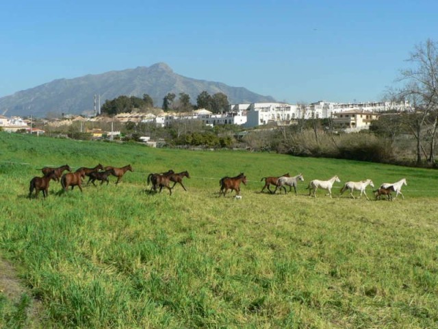 Land - Lovely finca, ideal for horse..
