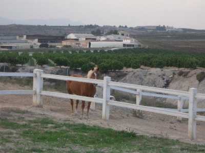 - Property - Murcia - For Sale