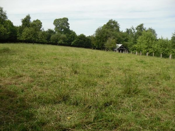 Village House, Income and More Potential - 2