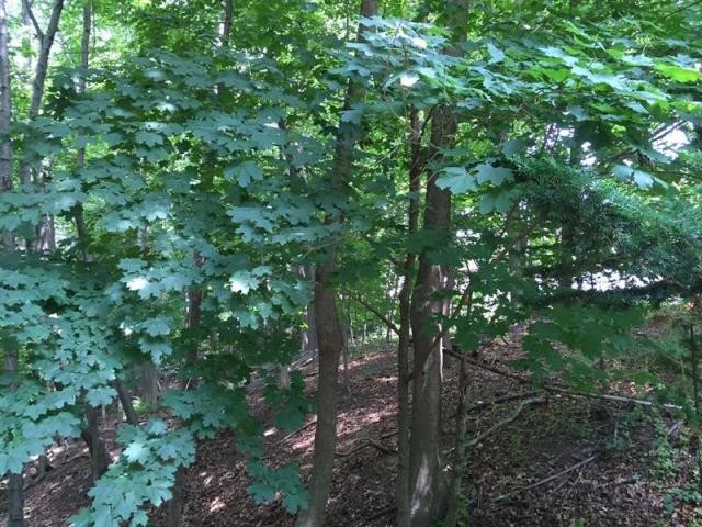 Land For Sale: Ardsley, New York - 2