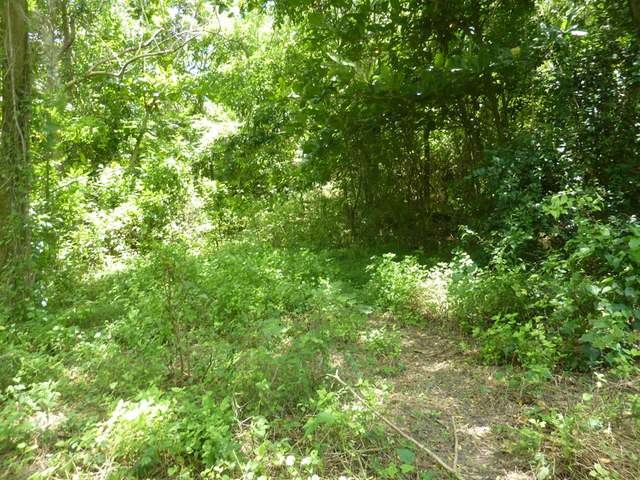Land - Bluefields - For Sale