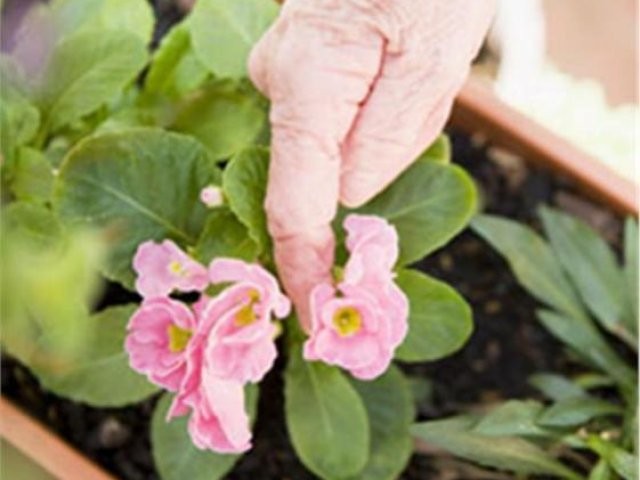 St Francis Aged Care - GRAFTON - NSW - 2